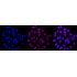 KD-Validated G6PD Rabbit mAb (20 μl)