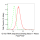 KD-Validated GRSF1 Rabbit mAb (20 μl)