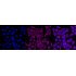 KD-Validated GRSF1 Rabbit mAb (20 μl)