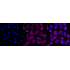 KD-Validated PCAF Rabbit mAb (20 μl)