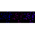 KD-Validated CD107a Rabbit mAb (20 μl)
