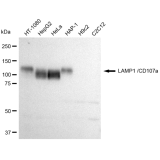 KD-Validated CD107a Rabbit mAb (20 μl)