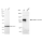 KD-Validated CD107a Rabbit mAb (20 μl)