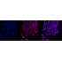 KD-Validated Flotillin 1 Rabbit mAb (20 μl)