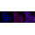 KD-Validated HER2 Rabbit mAb (20 μl)