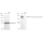 KD-Validated HER2 Rabbit mAb (20 μl)