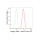 KD-Validated CD29 Rabbit mAb (20 μl)