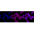 KD-Validated CD29 Rabbit mAb (20 μl)