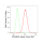 KD-Validated PRAS40 Rabbit mAb (20 μl)