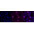 KD-Validated PRAS40 Rabbit mAb (20 μl)