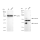 KD-Validated LGMN Rabbit mAb (20 μl)