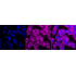 KD-Validated PKC alpha Rabbit mAb (20 μl)