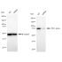 KD-Validated PKC alpha Rabbit mAb (20 μl)