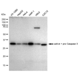 KD-Validated CPP32B Rabbit mAb (20 μl)