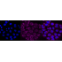 KD-Validated CD29 Rabbit mAb (20 μl)