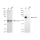 KD-Validated NUMB Rabbit mAb (20 μl)