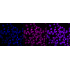 KD-Validated MCM7 Rabbit mAb (20 μl)