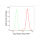 KD-Validated Arp2 Rabbit mAb (20 μl)