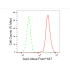 KD-Validated Arp2 Rabbit mAb (20 μl)