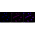 KD-Validated Arp2 Rabbit mAb (20 μl)