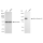 KD-Validated EphB4 Rabbit mAb (20 μl)