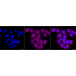 KD-Validated CD29 Rabbit mAb (20 μl)