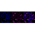 KD-Validated CCNA Rabbit mAb (20 μl)