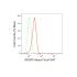 KD-Validated MCM7 Rabbit mAb (20 μl)