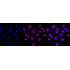 KD-Validated MCM7 Rabbit mAb (20 μl)