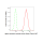 KD-Validated ACTSA Rabbit mAb (20 μl)