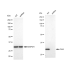 KD-Validated Cdk4 Rabbit mAb (20 μl)