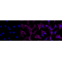 KD-Validated CD49e Rabbit mAb (20 μl)