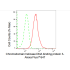 KD-Validated ZFH Rabbit mAb (20 μl)