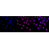 KD-Validated ZFH Rabbit mAb (20 μl)