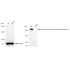 KD-Validated ZFH Rabbit mAb (20 μl)