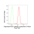 KD-Validated EIF2C Rabbit mAb (20 μl)