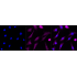 KD-Validated EIF2C Rabbit mAb (20 μl)