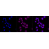 KD-Validated GSK3A Rabbit mAb (20 μl)