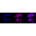 KD-Validated Flotillin 1 Rabbit mAb (20 μl)