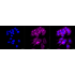 KD-Validated Flotillin 1 Rabbit mAb (20 μl)