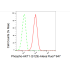 KD-Validated Phospho-AKT1 (S129) Rabbit mAb (20 μl)