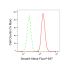 KD-Validated Smad4 Rabbit mAb (20 μl)
