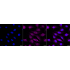 KD-Validated Smad4 Rabbit mAb (20 μl)