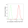 KD-Validated CPP32B Rabbit mAb (20 μl)