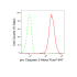 KD-Validated CPP32B Rabbit mAb (20 μl)