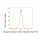 KD-Validated GSK3B Rabbit mAb (20 μl)