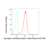 KD-Validated GSK3B Rabbit mAb (20 μl)