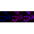 KD-Validated GSK3B Rabbit mAb (20 μl)