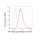 KD-Validated ACL Rabbit mAb (20 μl)