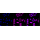 KD-Validated ACL Rabbit mAb (20 μl)